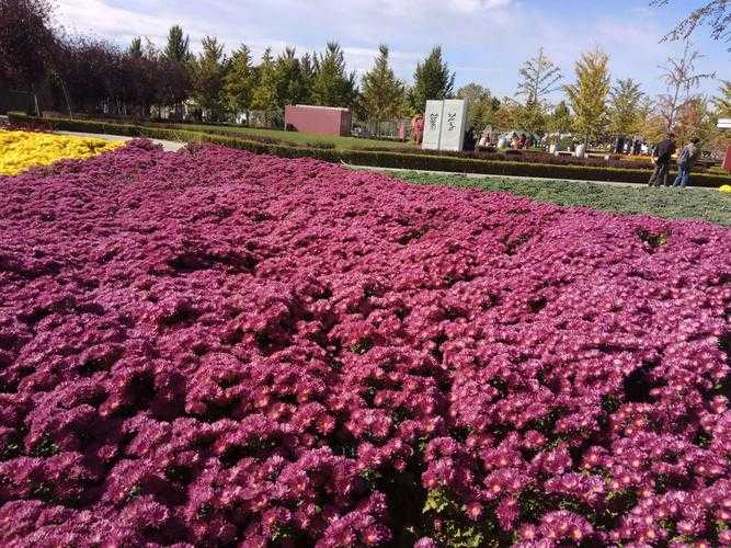 顺义鲜花港花期时间表