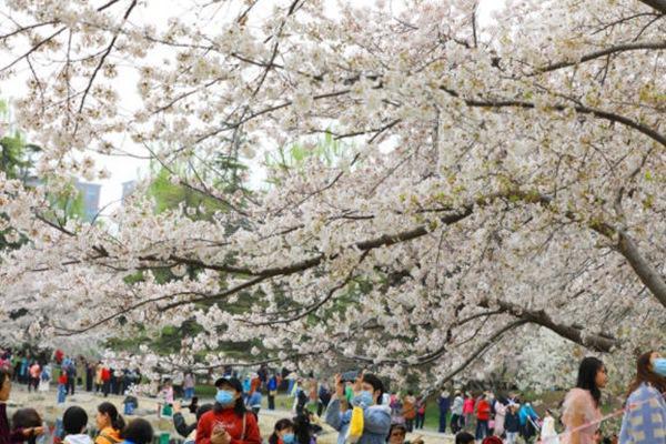 玉渊潭公园樱花节时间_玉渊潭公园樱花开放时间