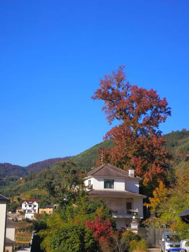 临安指南村景区介绍_临安指南村农家乐哪家好