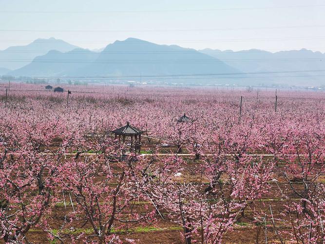 平谷桃花节最佳观赏地址-平谷桃花节地点和时间